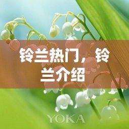 铃兰热门，铃兰介绍 