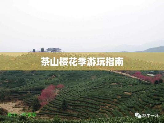 茶山樱花季游玩指南