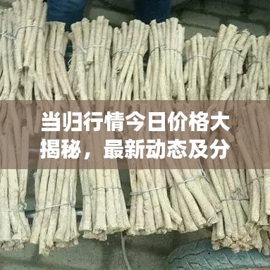 当归行情今日价格大揭秘，最新动态及分析报告