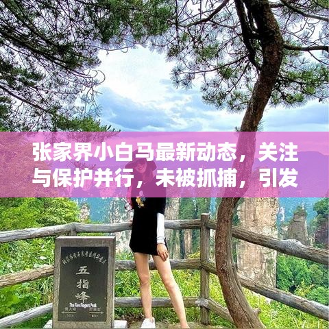 张家界小白马最新动态，关注与保护并行，未被抓捕，引发关注热议