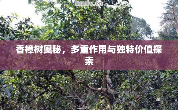 香樟树奥秘，多重作用与独特价值探索