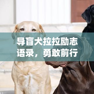 导盲犬拉拉励志语录，勇敢前行，无畏挑战！
