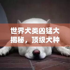 世界犬类凶猛大揭秘，顶级犬种的勇猛与力量排名