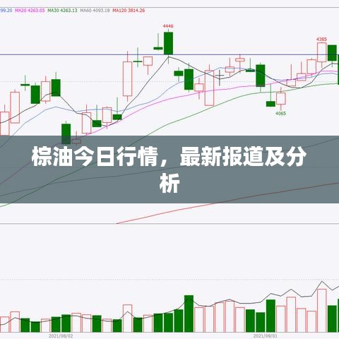 棕油今日行情，最新报道及分析