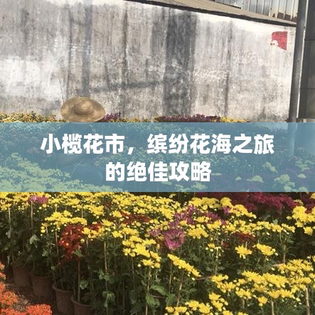小榄花市，缤纷花海之旅的绝佳攻略