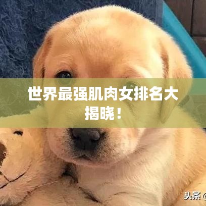世界最强肌肉女排名大揭晓！
