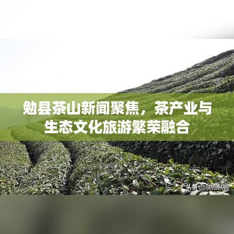 勉县茶山新闻聚焦，茶产业与生态文化旅游繁荣融合