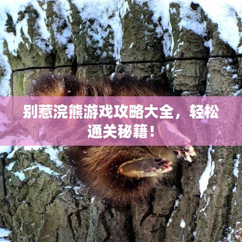 别惹浣熊游戏攻略大全，轻松通关秘籍！