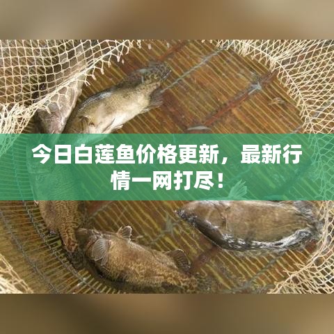 今日白莲鱼价格更新，最新行情一网打尽！