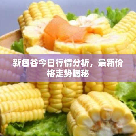 新包谷今日行情分析，最新价格走势揭秘