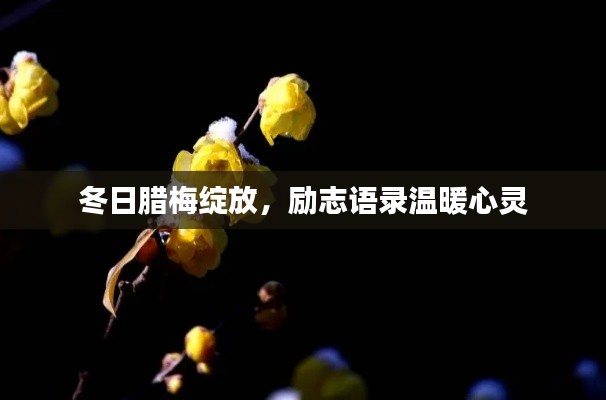 冬日腊梅绽放，励志语录温暖心灵