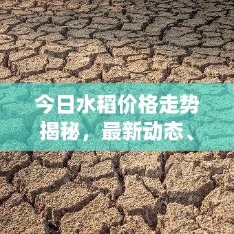 今日水稻价格走势揭秘，最新动态、市场趋势及影响因素深度解析