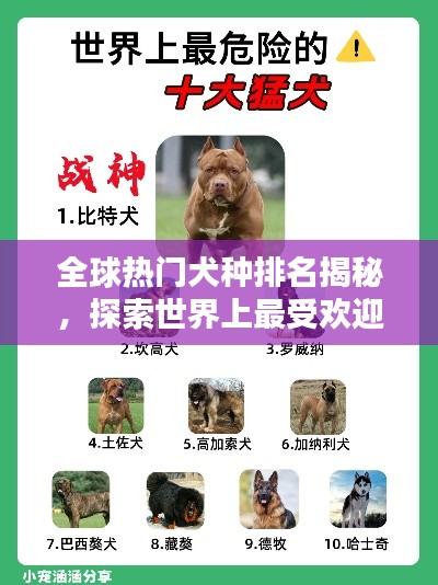 全球热门犬种排名揭秘，探索世界上最受欢迎的犬种