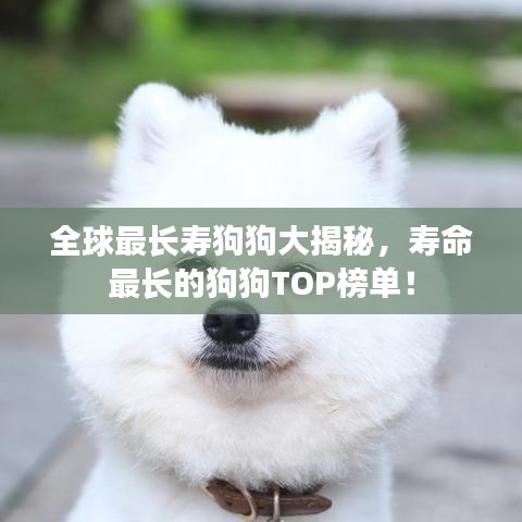 全球最长寿狗狗大揭秘，寿命最长的狗狗TOP榜单！