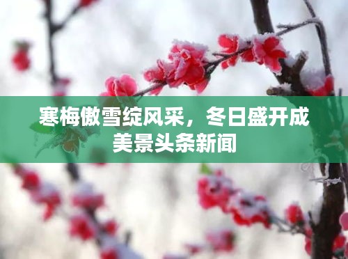 寒梅傲雪绽风采，冬日盛开成美景头条新闻