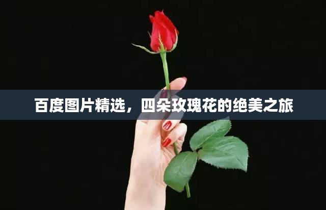百度图片精选，四朵玫瑰花的绝美之旅